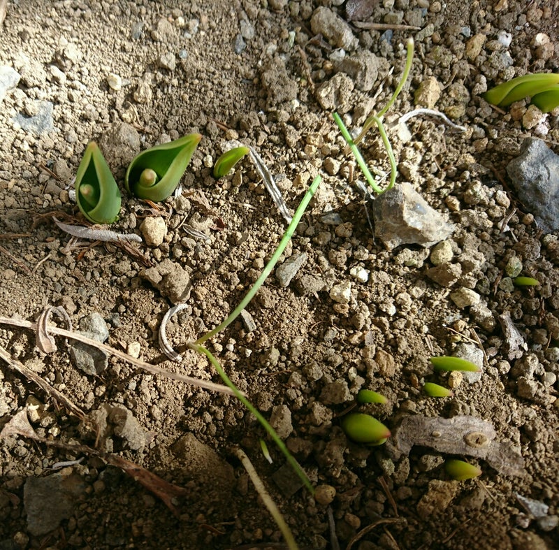 春なんだなあ〜!